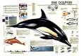 Buy Dolphin at AllPosters.com