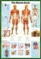 Buy The Human Body - English Edition at Art.com